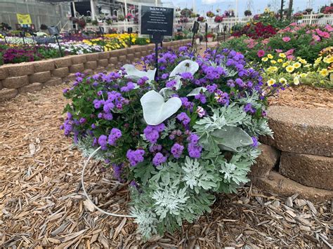 The Ultimate Guide to Senecio Angel Wings Companion Plants