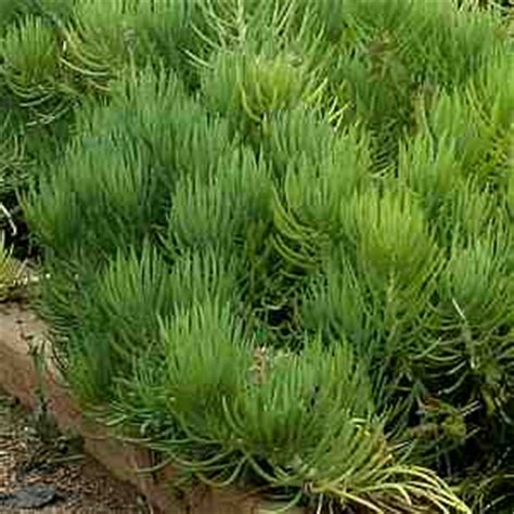 senecio cylindricus