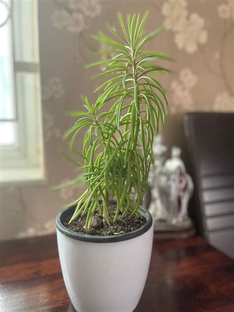 senecio himalaya indoor care