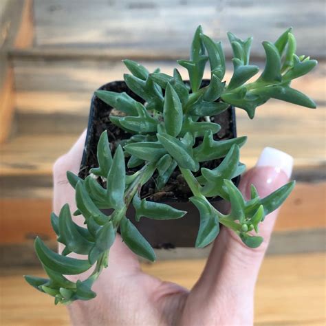 senecio peregrinus