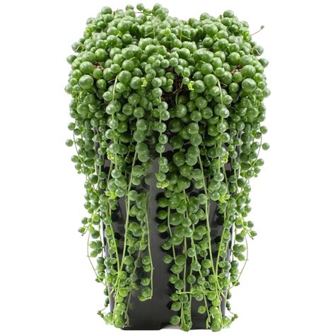 senecio rowleyanus