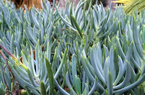 senecio succulent types