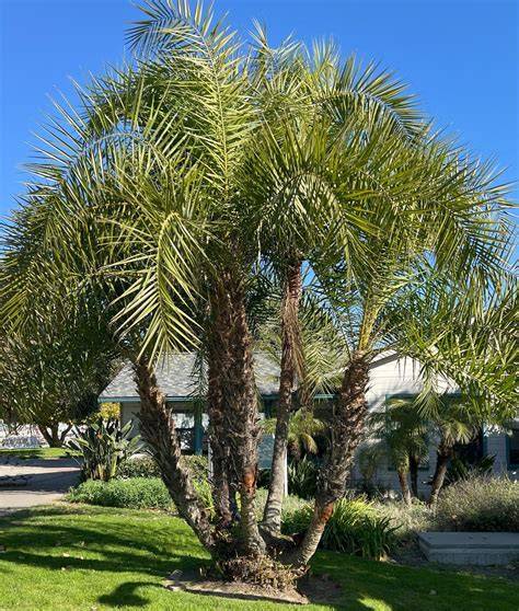 senegal date palm