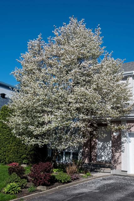 serviceberry cumulus