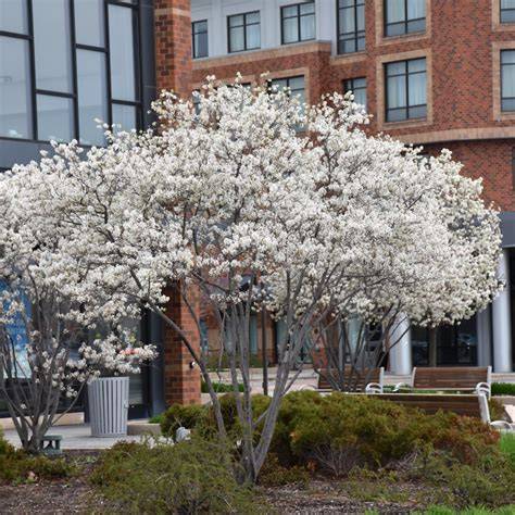 serviceberry multi stem