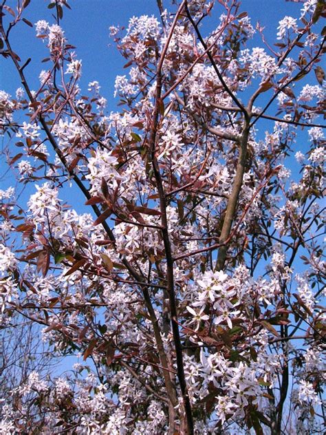 serviceberry robin hill