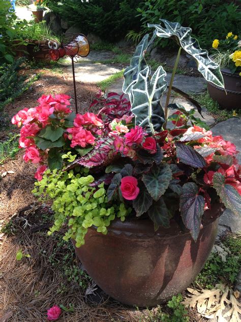 shade annuals for pots