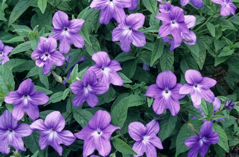 shade flowers