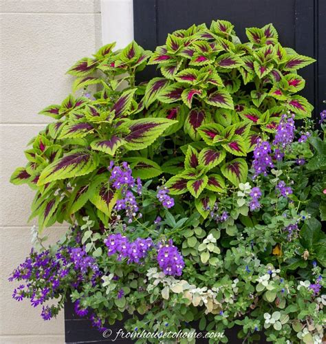 shade flowers annuals