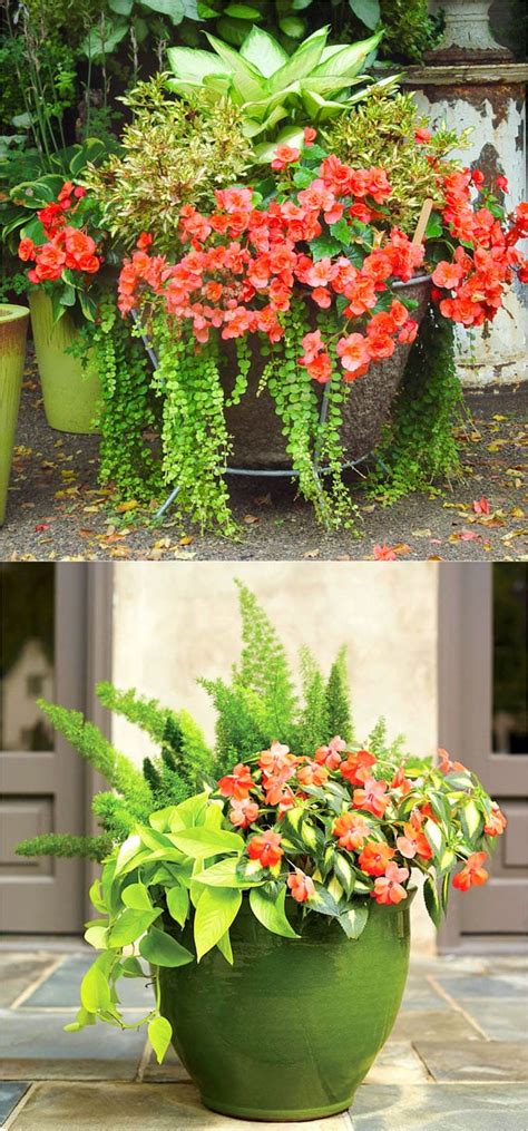 shade flowers for planters