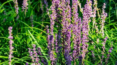 shade friendly perennials