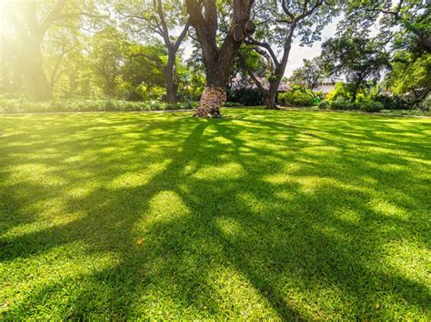shade grass