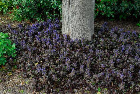 shade ground covers