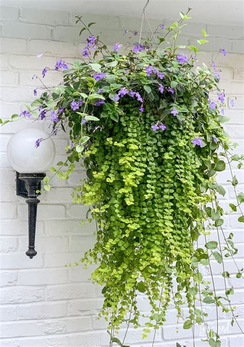 shade hanging plants
