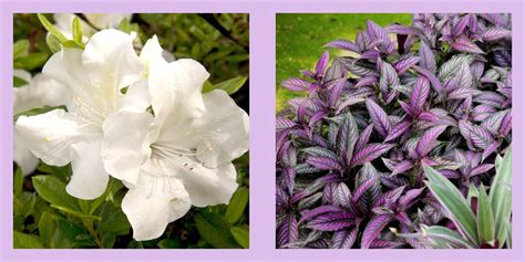 shade loving flowering shrubs