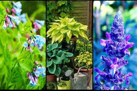 shade loving perennials