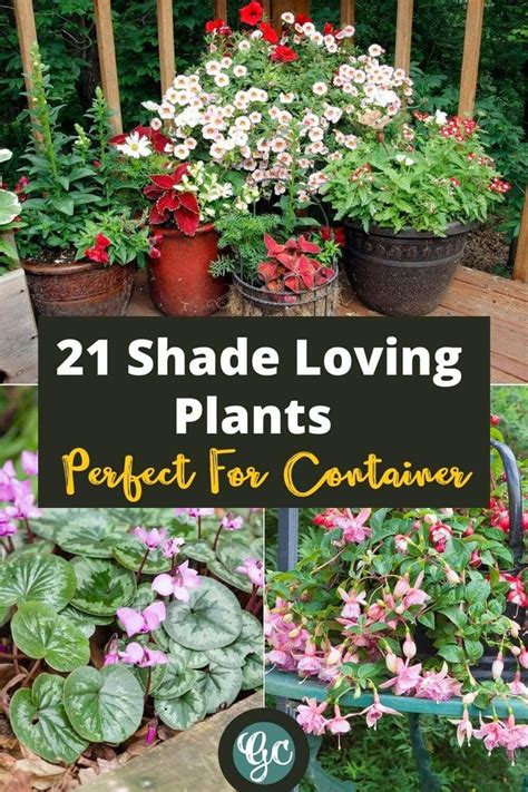 shade loving pot plants