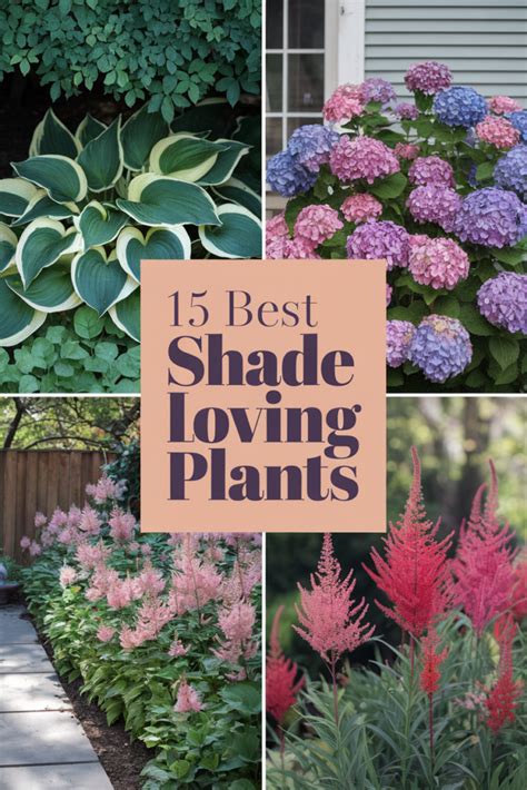 shade loving rose plants