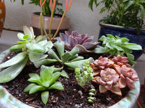 shade loving succulents