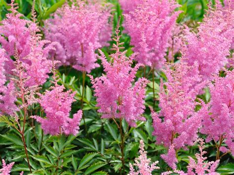 shade perennials