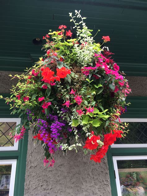 shade plants for hanging baskets