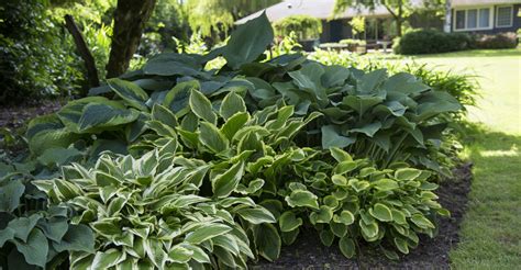 shade plants like hostas