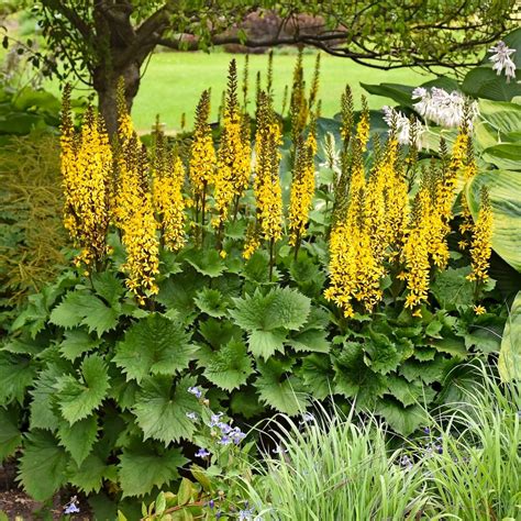 shade plants ohio
