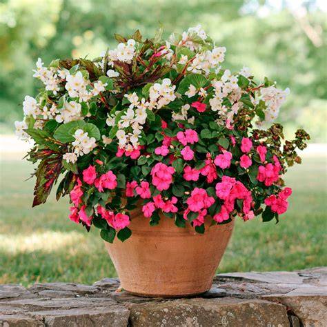 shade pots annuals