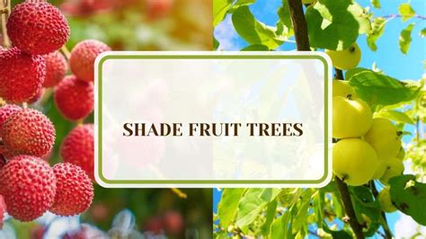 shade tolerant fruit trees
