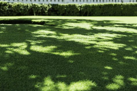 shade tolerant grass