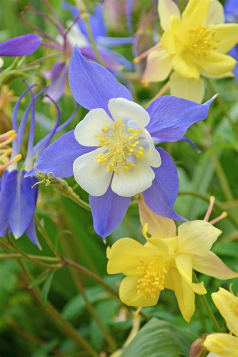 shade tolerant perennials