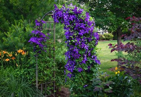 Shade Tolerant Vines: The Best Options for Your Shady Garden