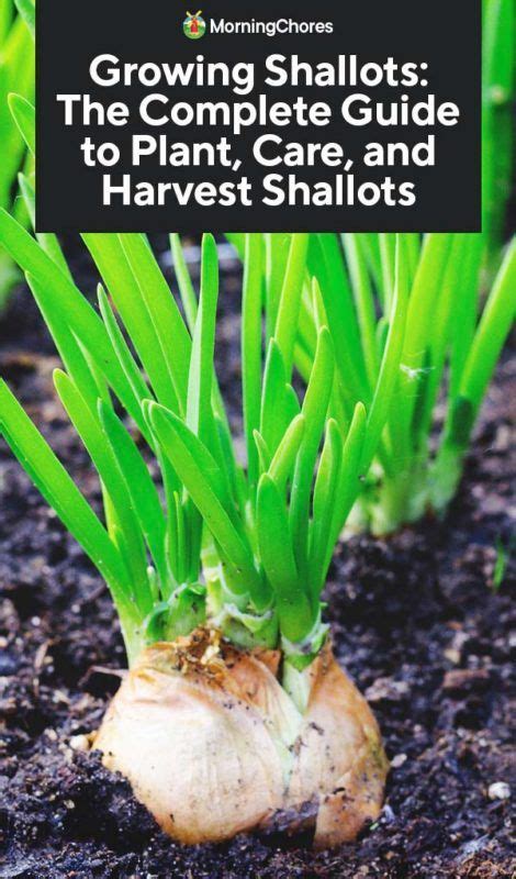 shallot companion plants