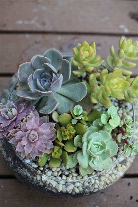 shallow dish for succulents