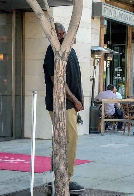 shaquille o neal meme tree