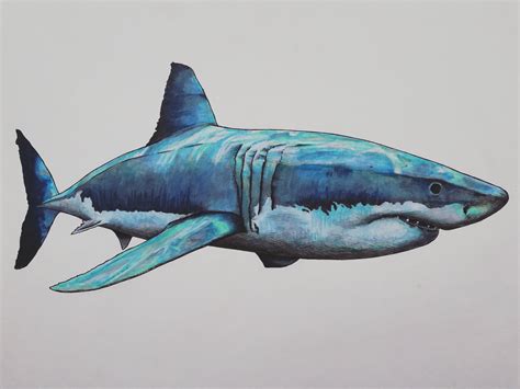 shark drawing colour
