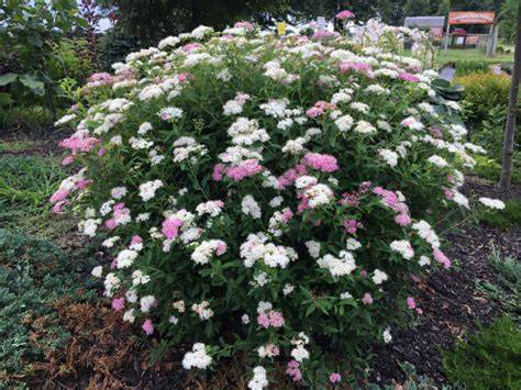 shirobana spirea
