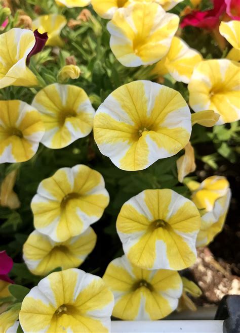 short annuals that bloom all summer