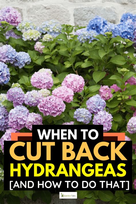 should hydrangeas be cut back in the spring