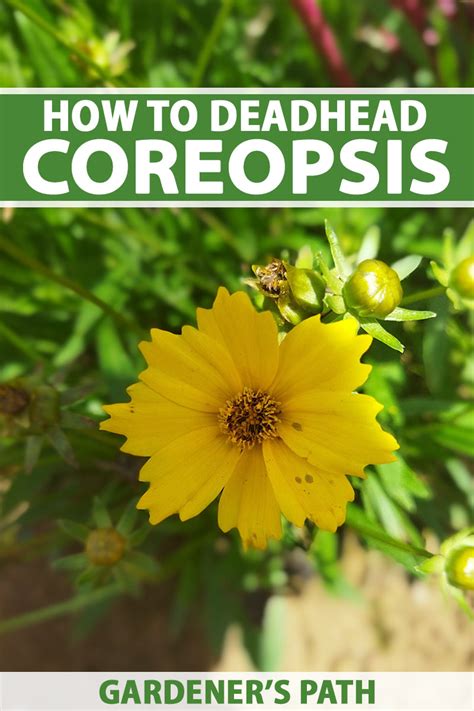 should you deadhead coreopsis