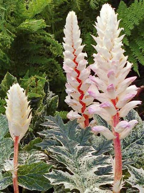 showy shade perennials