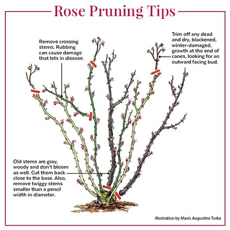 shrub rose pruning