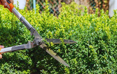 shrub trimming service