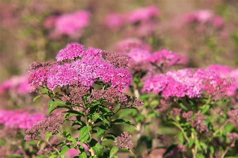 shrub with pink flowers