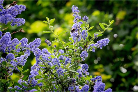 shrub with purple flowers