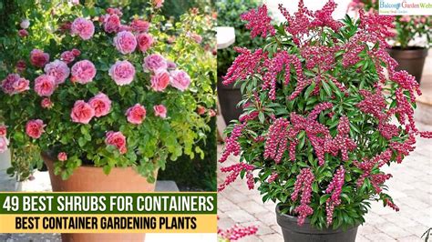 shrubs for containers