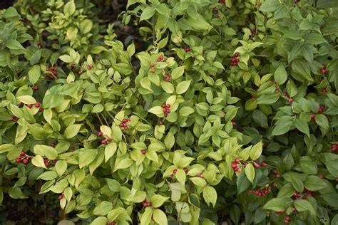 shrubs for dry shade