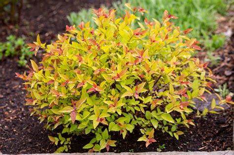 shrubs for full sun