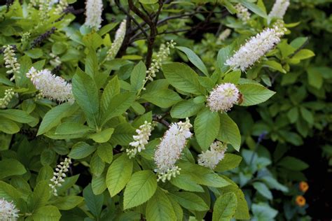 shrubs for wet areas