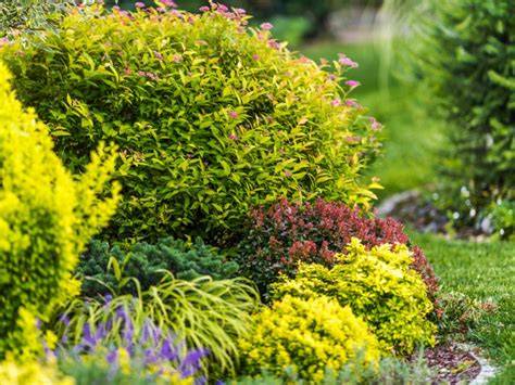 shrubs with light green foliage